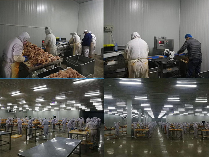 customer's fried chicken fillet processing plant